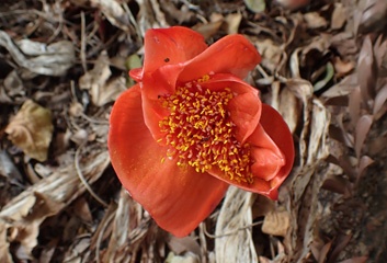 Blood lily